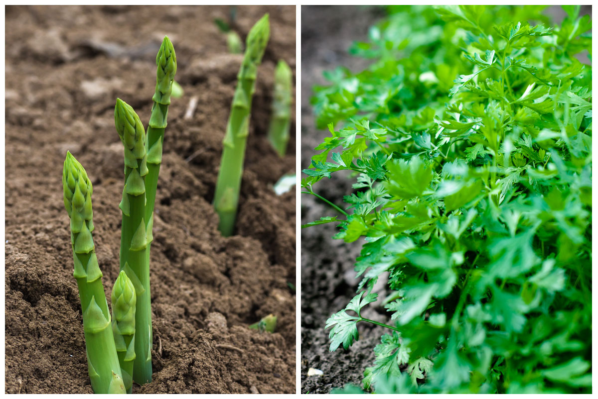 Asparagus and parsley
